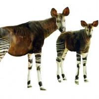 okapi[1]