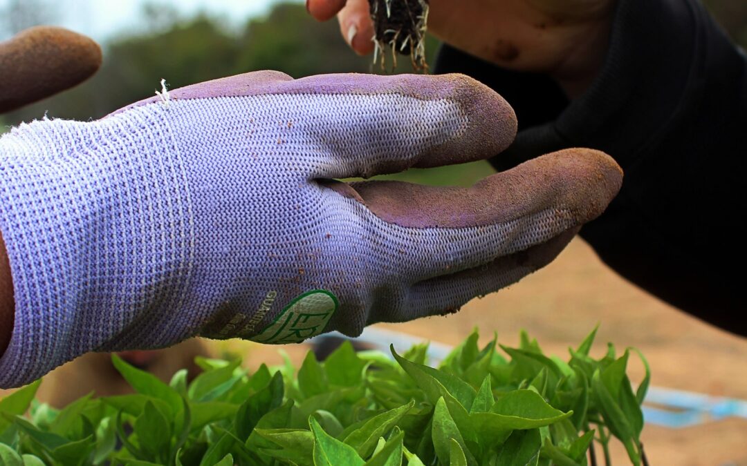 Cuatro formas de cultivar la innovación en una organización